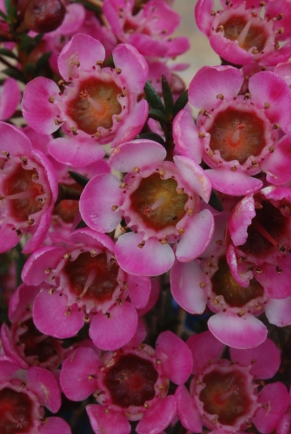 Chamelaucium - RUBYS DELIGHT - Geraldton Wax 'Rubys Delight' PBR