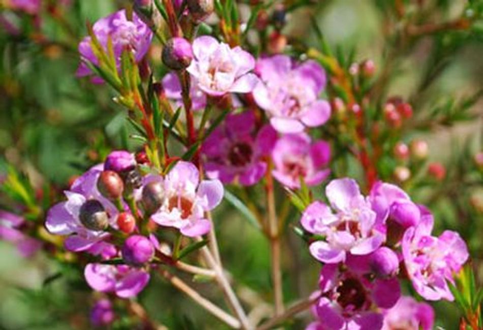 Chamelaucium - SARAHS DELIGHT - Geraldton Wax 'Sarahs Delight' PBR