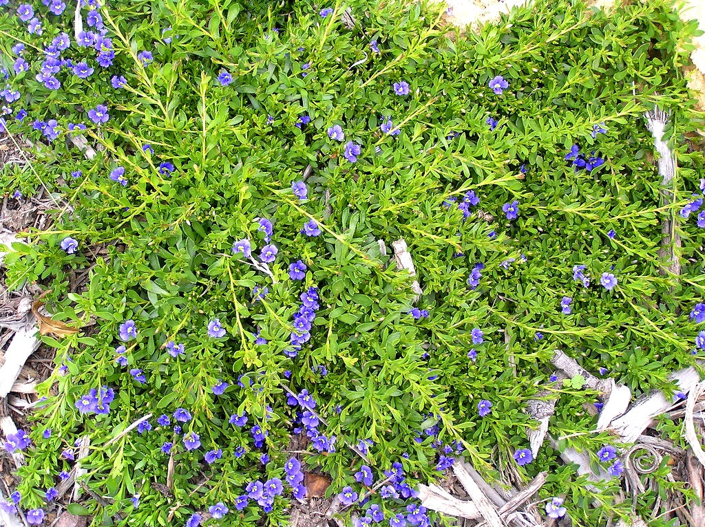 Dampiera diversifolia - Kangaroo Lobelia