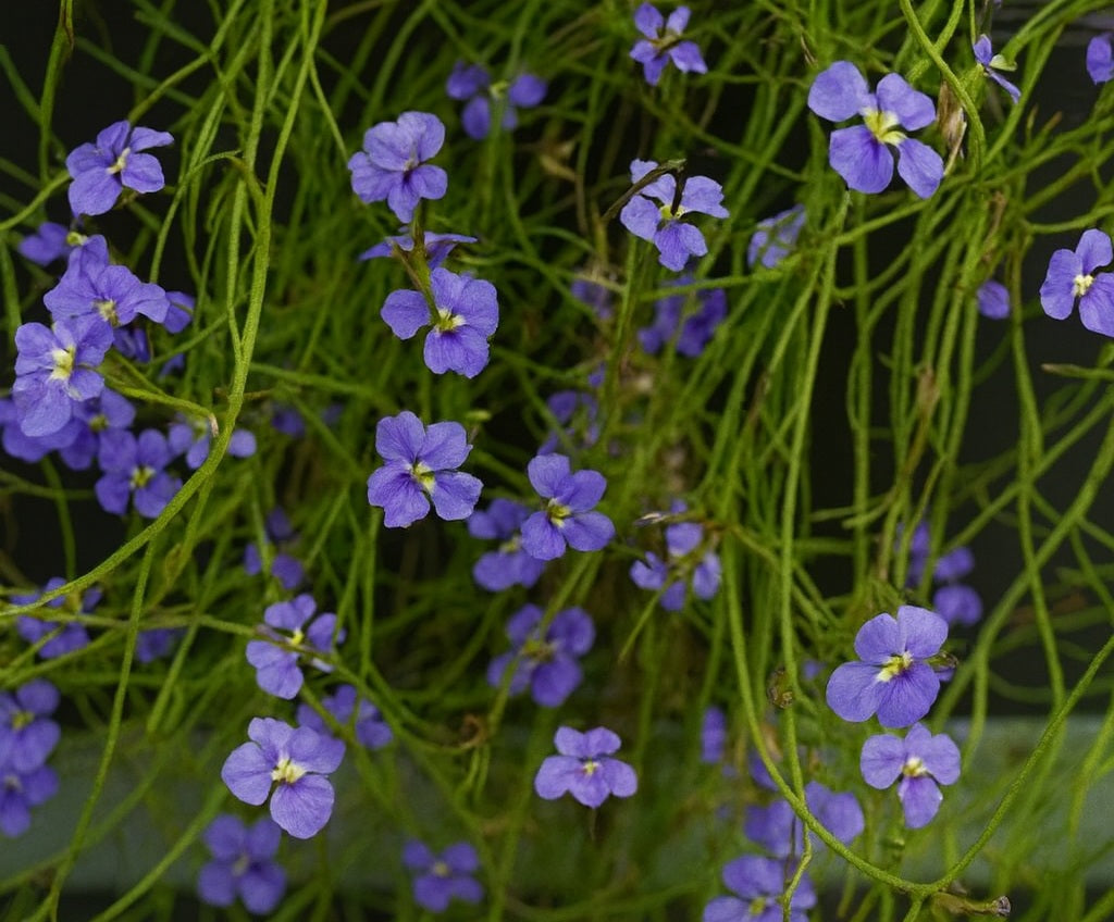 Dampiera trigona - Angle-Stem Dampiera