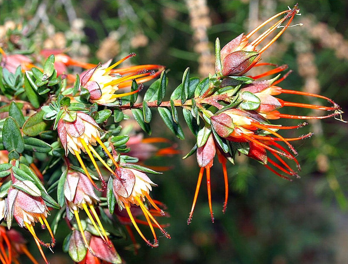 Darwinia citriodora - Lemon-Scented Darwinia