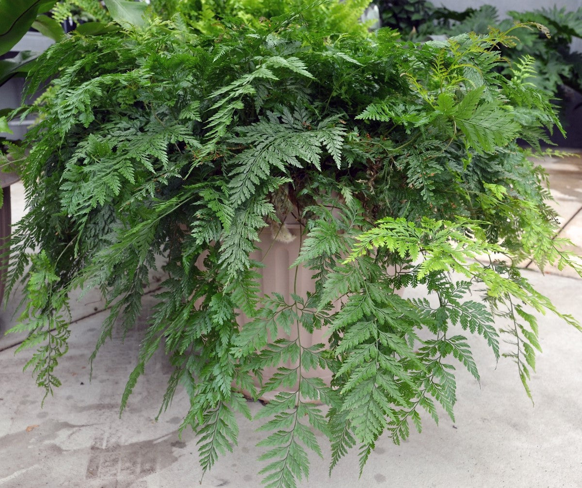 Davallia fejeensis - Haresfoot Fern
