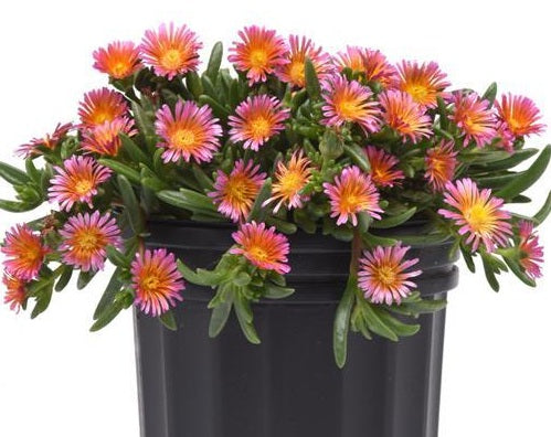 Delosperma cooperi - Ocean Sunset™ ORANGE GLOW - Ice Plant
