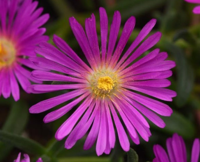 Delosperma cooperi - Ocean Sunset™ PURPLE - Ice Plant