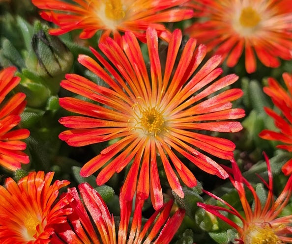 Delosperma cooperi - Ocean Sunset™ RED - Ice Plant