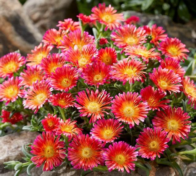 Delosperma cooperi - Ocean Sunset™ RED - Ice Plant