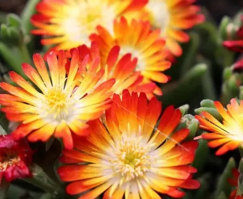 Delosperma - Wheels of Wonder™ ORANGE - Ice Plant