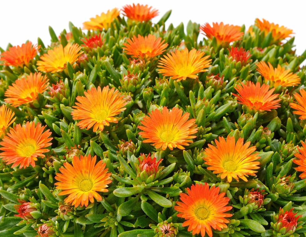 Delosperma cooperi - Suntropics® COPPER - Ice Plant