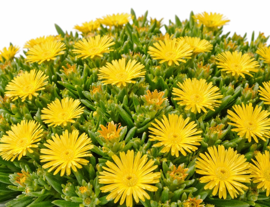 Delosperma cooperi - Suntropics® YELLOW - Ice Plant
