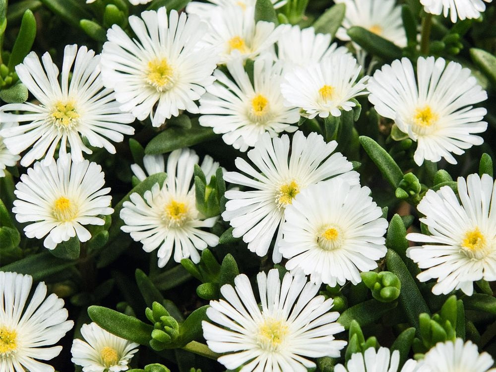 Delosperma - Wheels of Wonder™ WHITE - Ice Plant