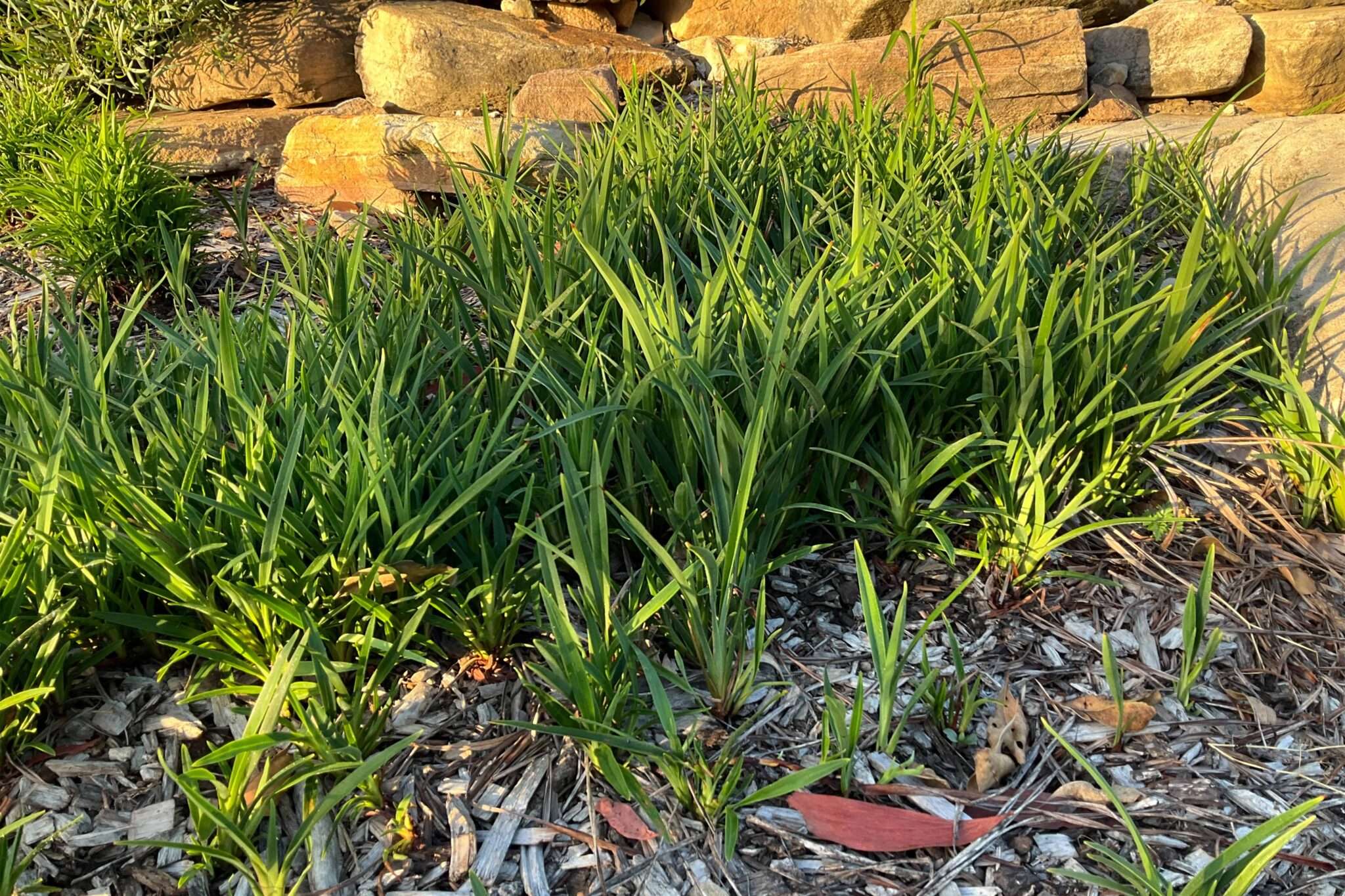 Dianella caerulea - BABY BREEZE™ - Blue Flax Lily 'DCNC3' PBR