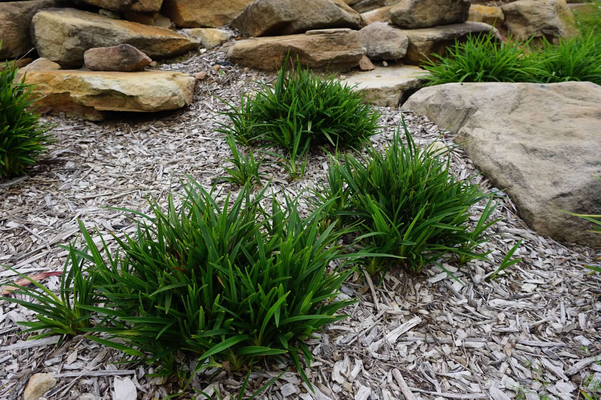 Dianella caerulea - BABY BREEZE™ - Blue Flax Lily 'DCNC3' PBR