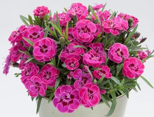 Dianthus - PURPLE WEDDING® - Sweet William