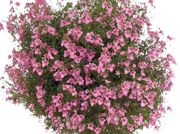 Diascia - Genta™ PINK - Twinspur