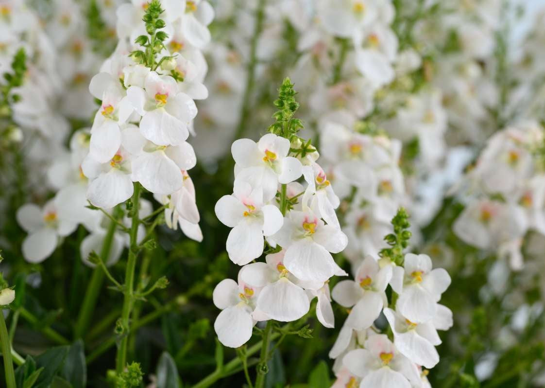 Diascia barberae - Trinity™ GRACE - Twinspur