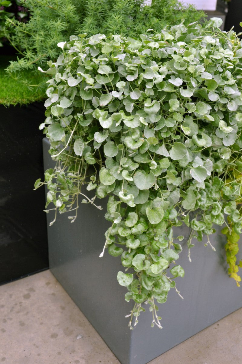 Dichondra argentea - SILVER FALLS - Silver Ponysfoot Hanging Basket