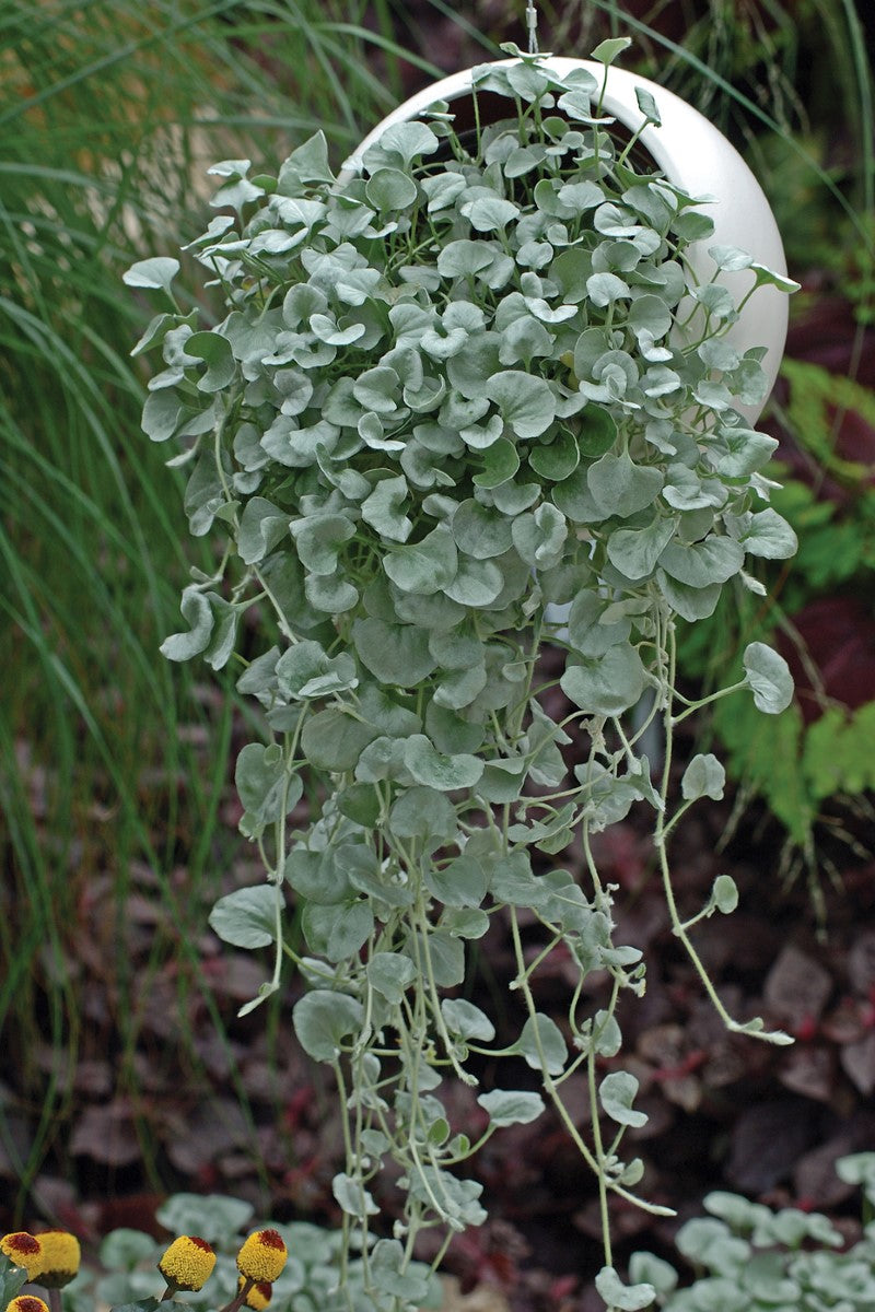 Dichondra argentea - SILVER FALLS - Silver Ponysfoot Hanging Basket