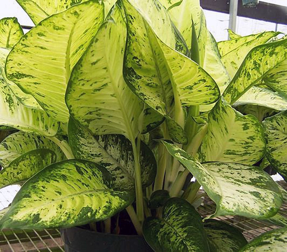 Dieffenbachia - AMY - Dumb Cane