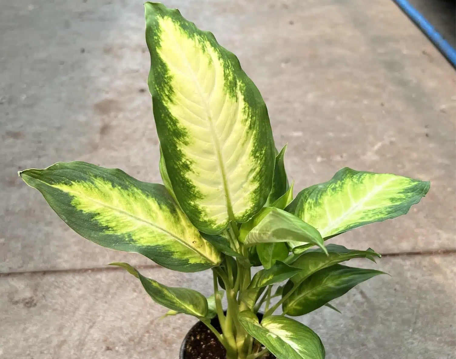 Dieffenbachia - CAMILLE - Dumb Cane