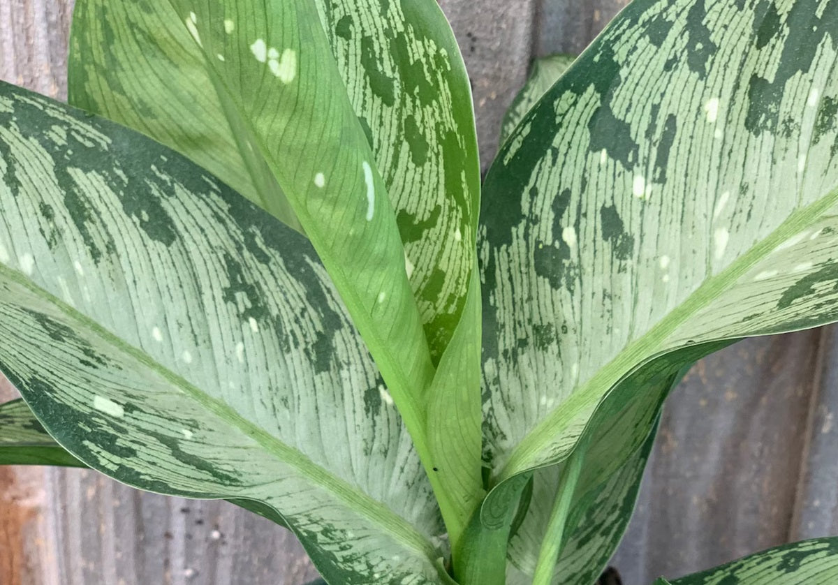 Dieffenbachia - MEMORIA CORSII - Dumb Cane Triple Planted