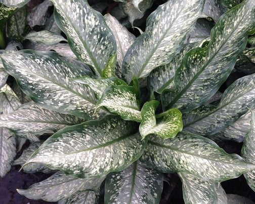 Dieffenbachia - TROPICAL TIKI - Dumb Cane