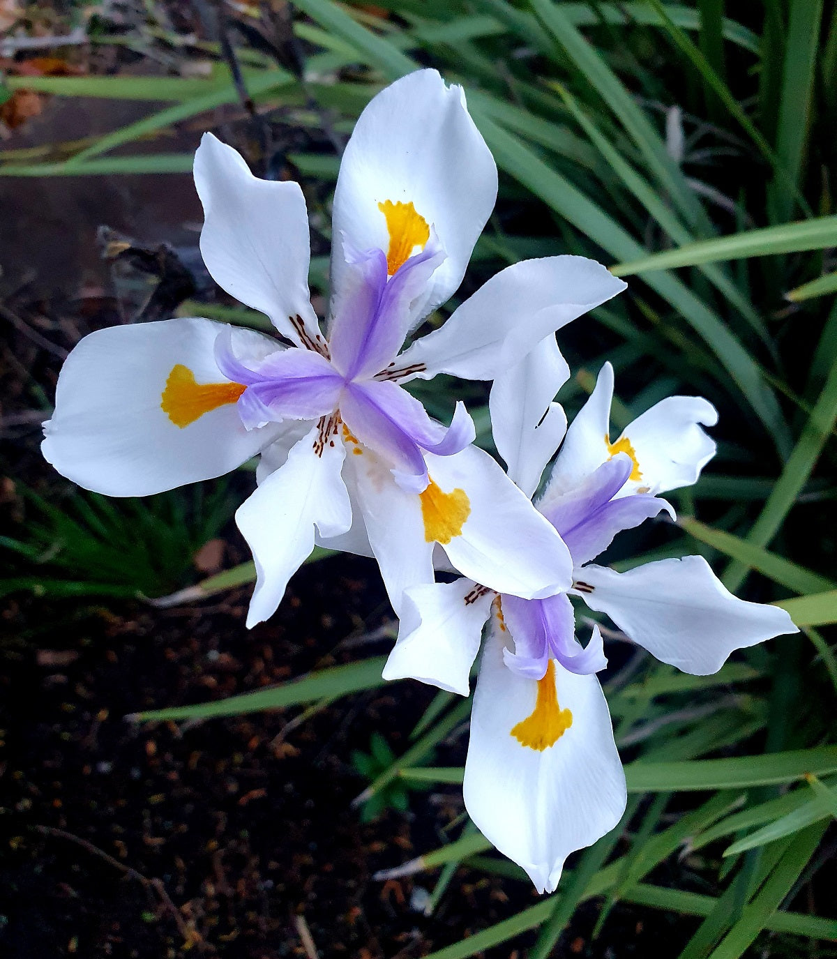 Dietes grandiflora - African Iris