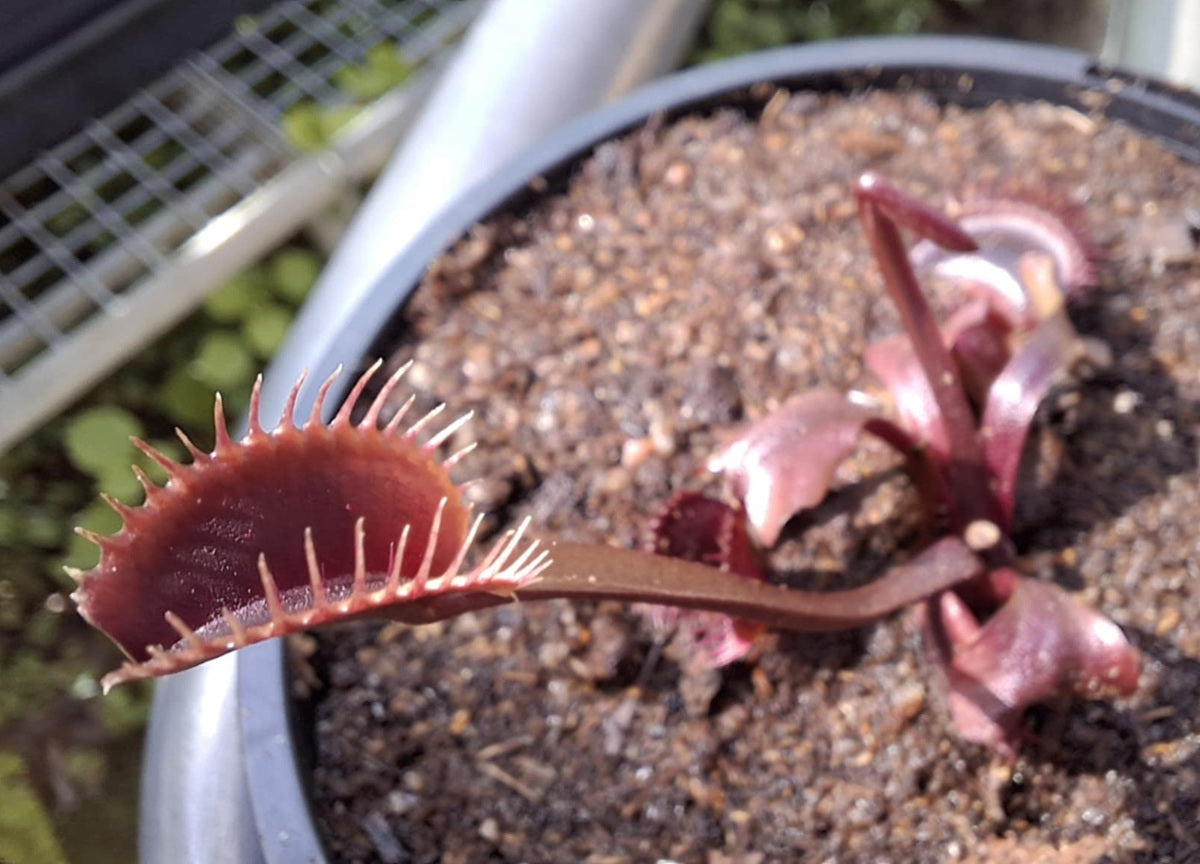 Dionaea muscipula - AKAI RYU - Venus Flytrap
