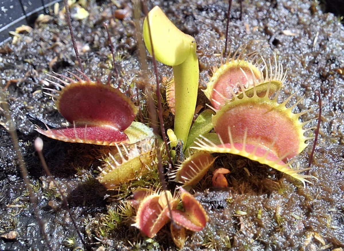 Dionaea muscipula - B52 - Venus Flytrap