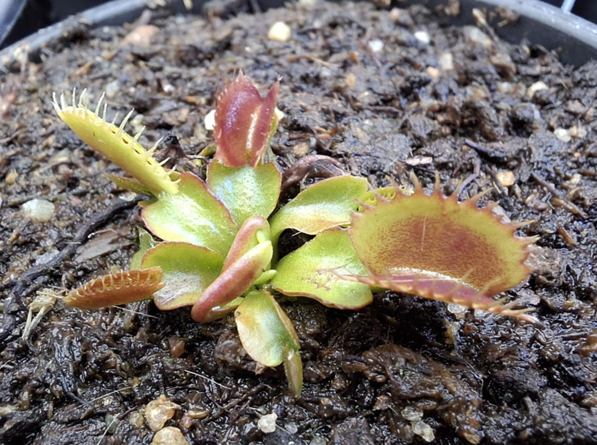 Dionaea muscipula - BIG MOUTH - Venus Flytrap
