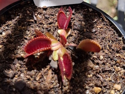 Dionaea muscipula - BIG TOMATO - Venus Flytrap