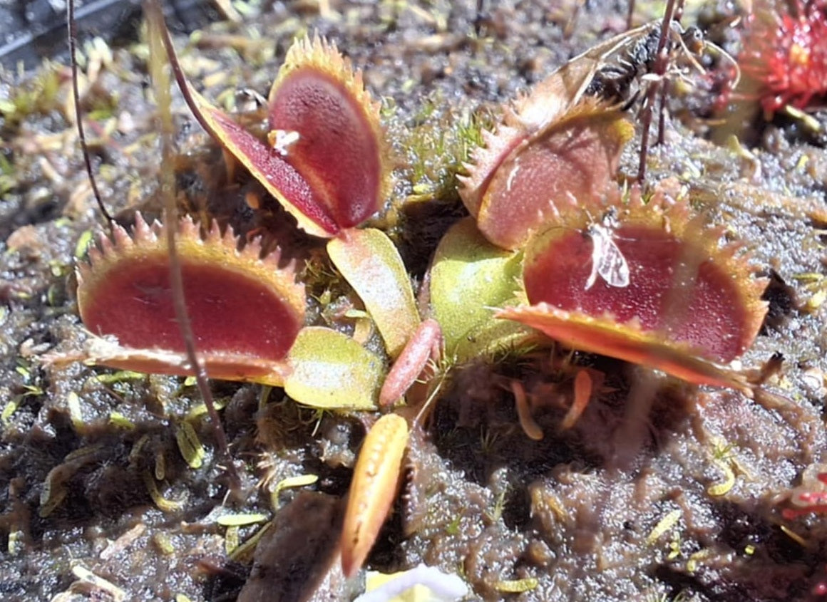 Dionaea muscipula - BRISTLE-TOOTH - Venus Flytrap