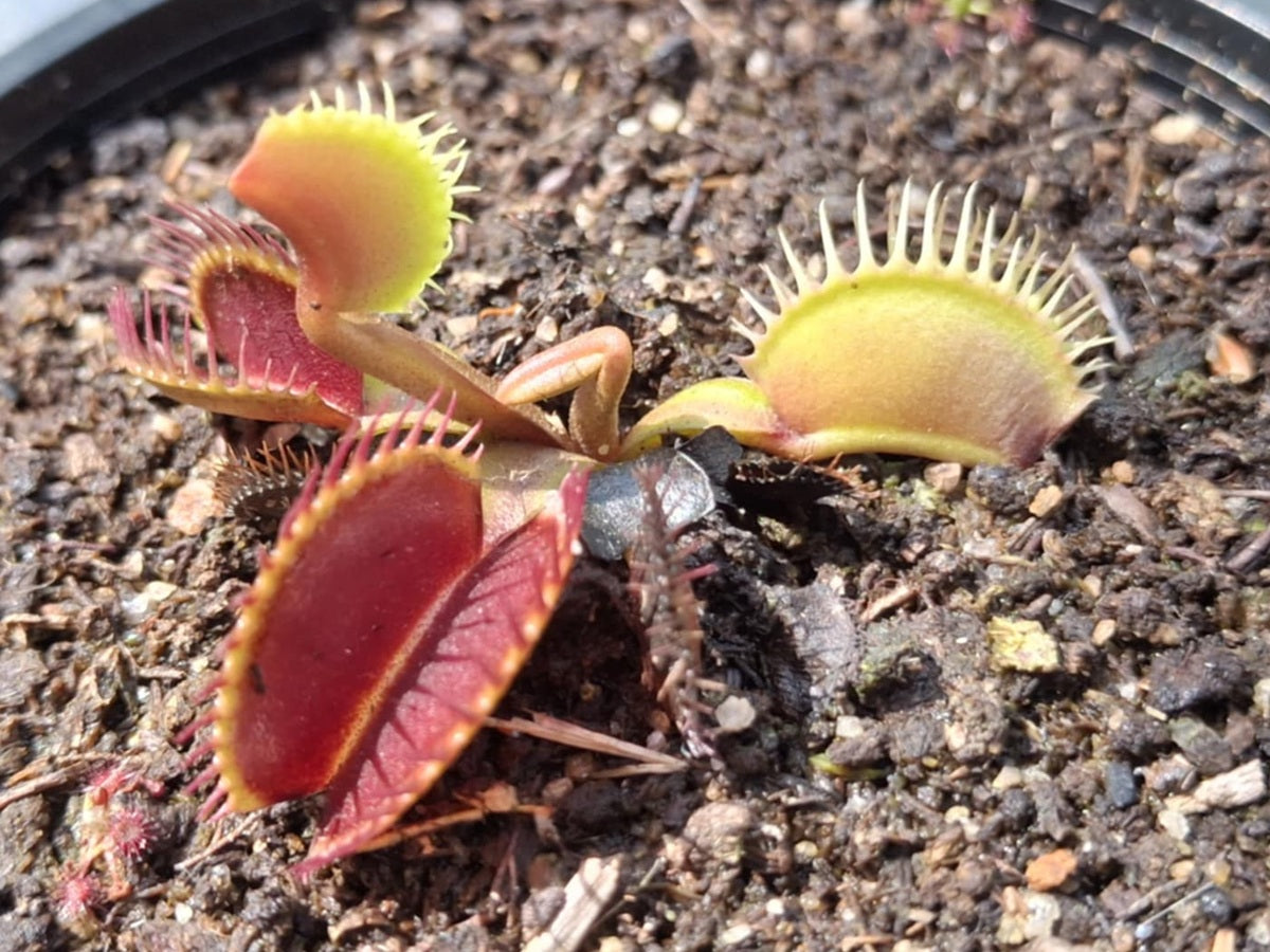 Dionaea muscipula - DC x L - Venus Flytrap
