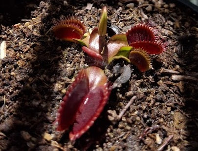 Dionaea muscipula - F CLONE - Venus Flytrap