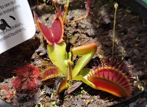 Dionaea muscipula - FUSED - Venus Flytrap