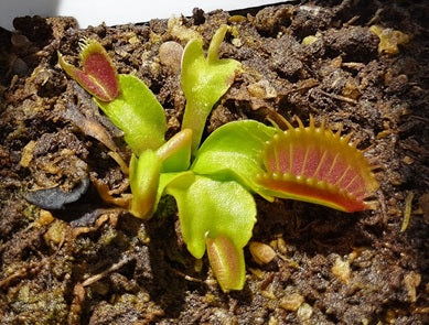Dionaea muscipula - G16 x G14 - Venus Flytrap
