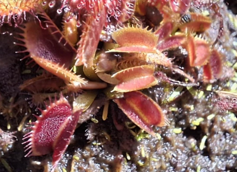 Dionaea muscipula - NT DARK CLONE - Venus Flytrap