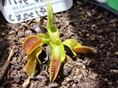 Dionaea muscipula - OLIVE GREEN - Venus Flytrap