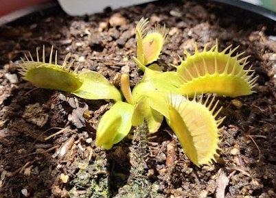 Dionaea muscipula - PATCHES - Venus Flytrap
