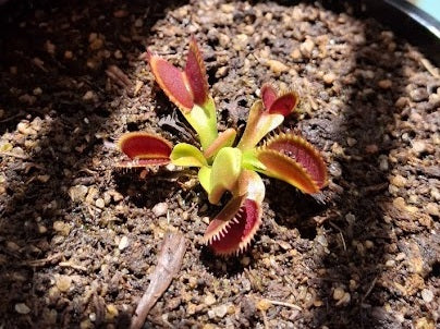 Dionaea muscipula - REDLINE - Venus Flytrap