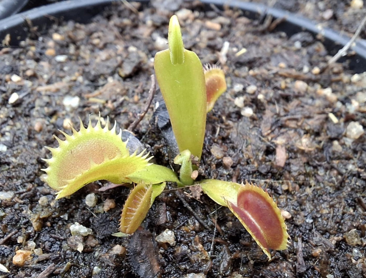 Dionaea muscipula - SHARKS TEETH - Venus Flytrap