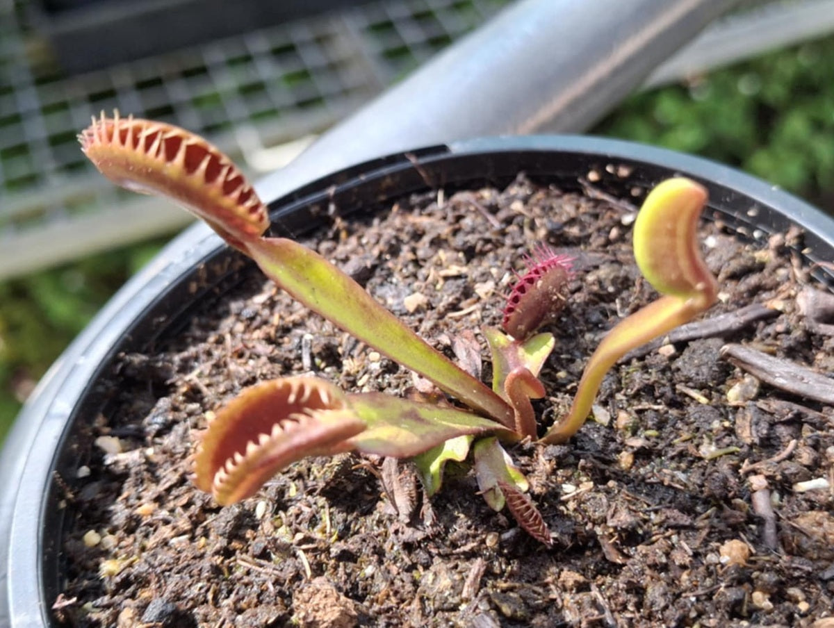 Dionaea muscipula - SHARK'S TEETH x ROYAL RED - Venus Flytrap