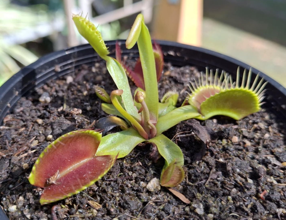 Dionaea muscipula - SUPER TALL 3 - Venus Flytrap