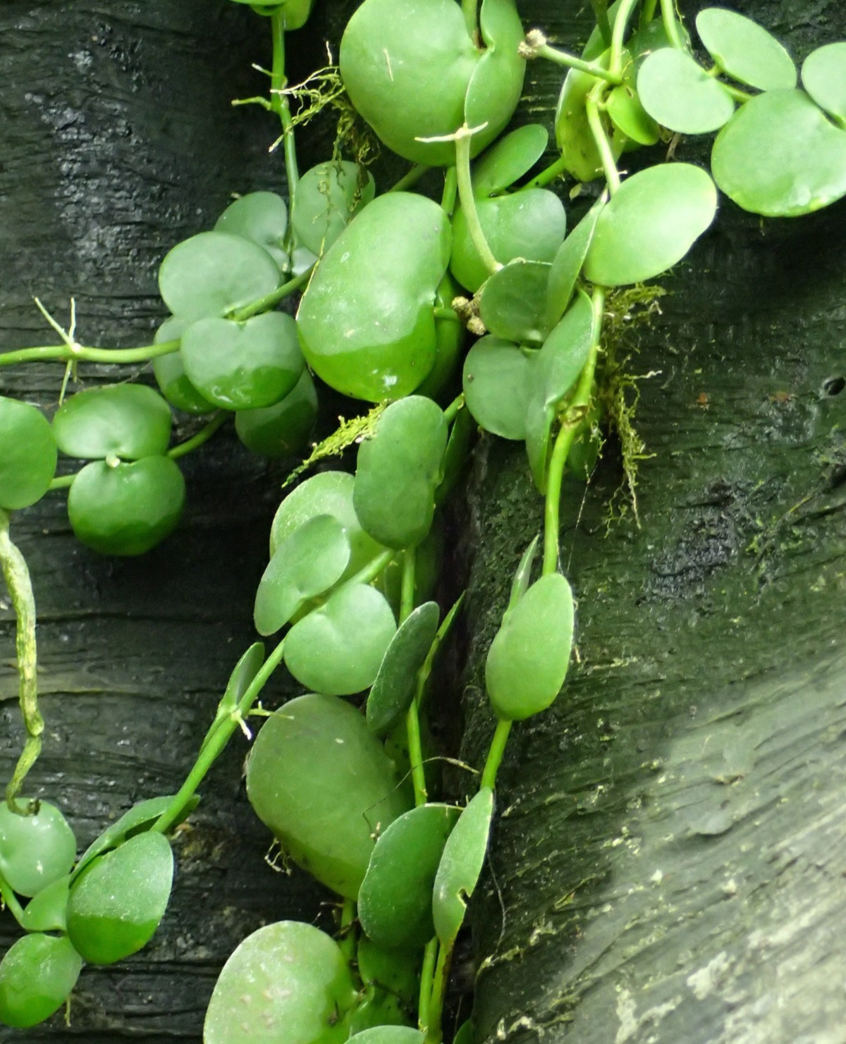 Dischidia platyphylla - Shingle Plant