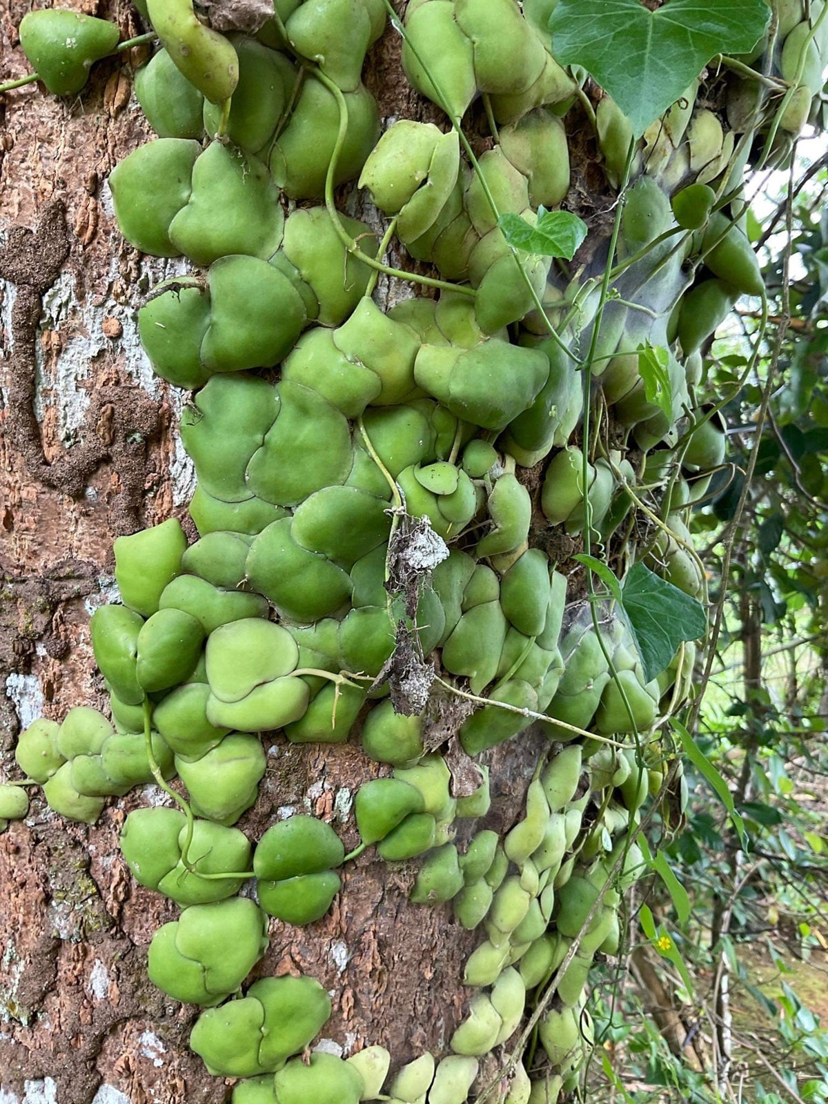 Dischidia platyphylla - Shingle Plant