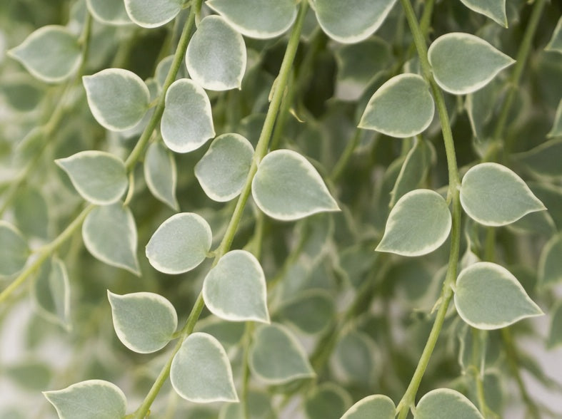 Dischidia ruscifolia - Variegated Million Hearts