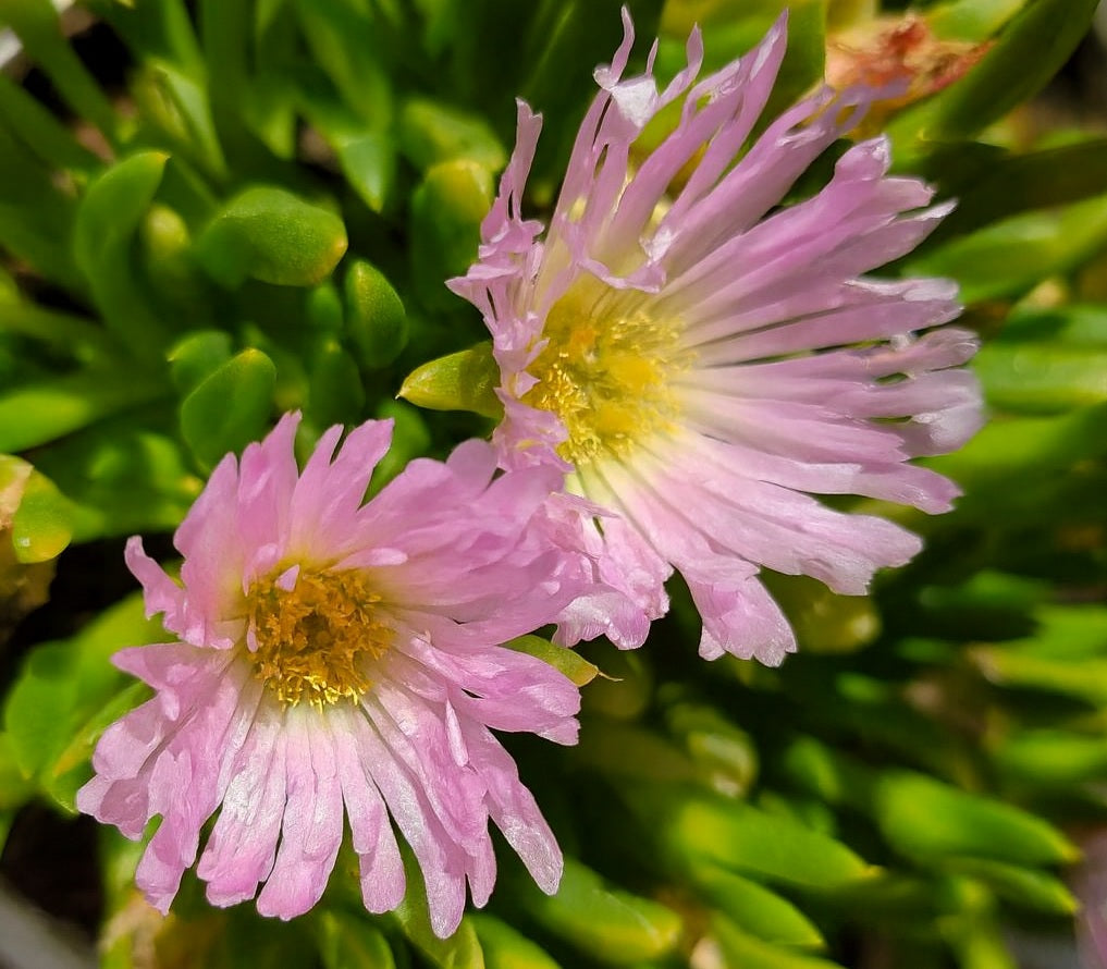 Disphyma crassifolium slavellatum x Glottphyllum longum - SUNPINK - Disphyllum