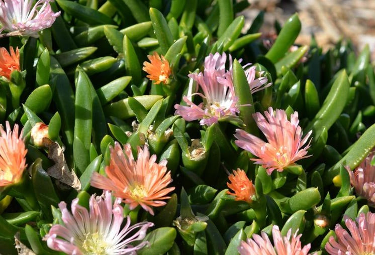 Disphyma crassifolium slavellatum x Glottphyllum longum - SUNPEACH - Disphyllum