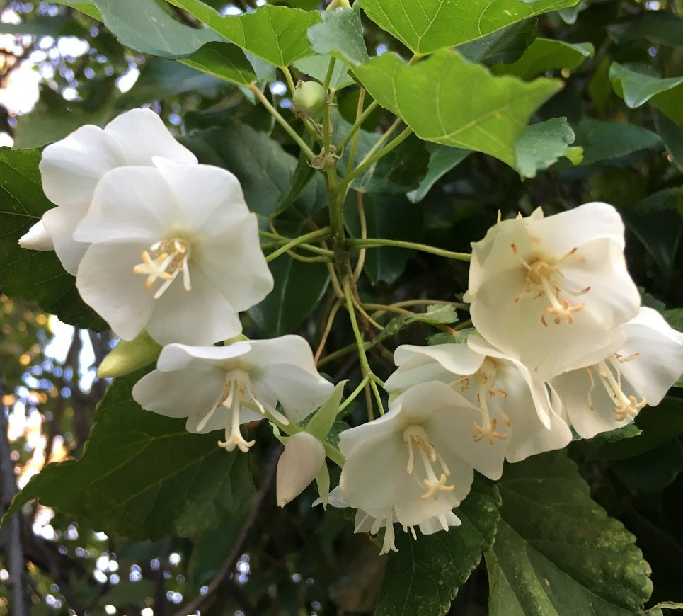 Dombeya tiliacea - Cape Wedding Flower