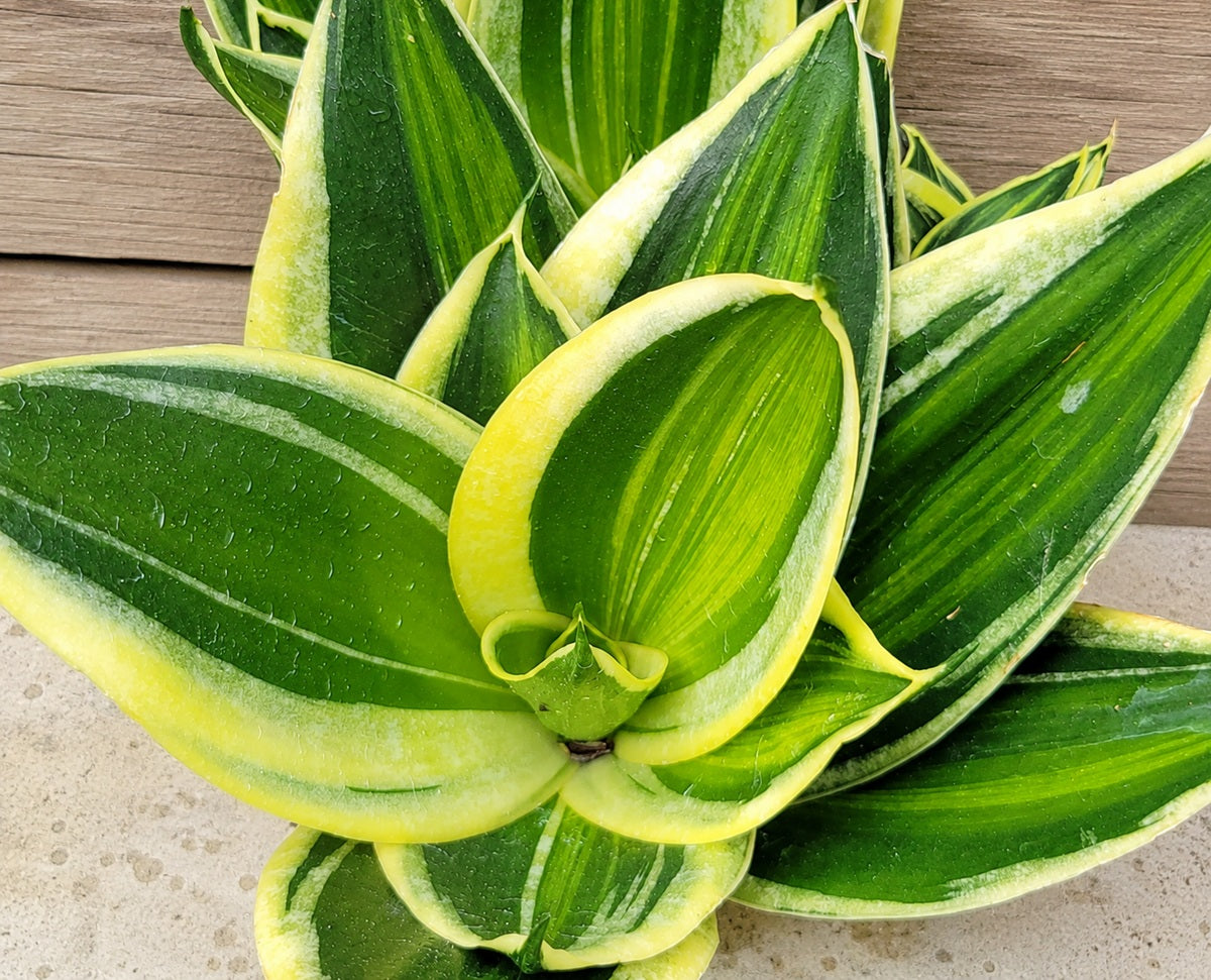 Dracaena trifasciata - GOLD LINE - Dwarf Snake Plant Sansevieria