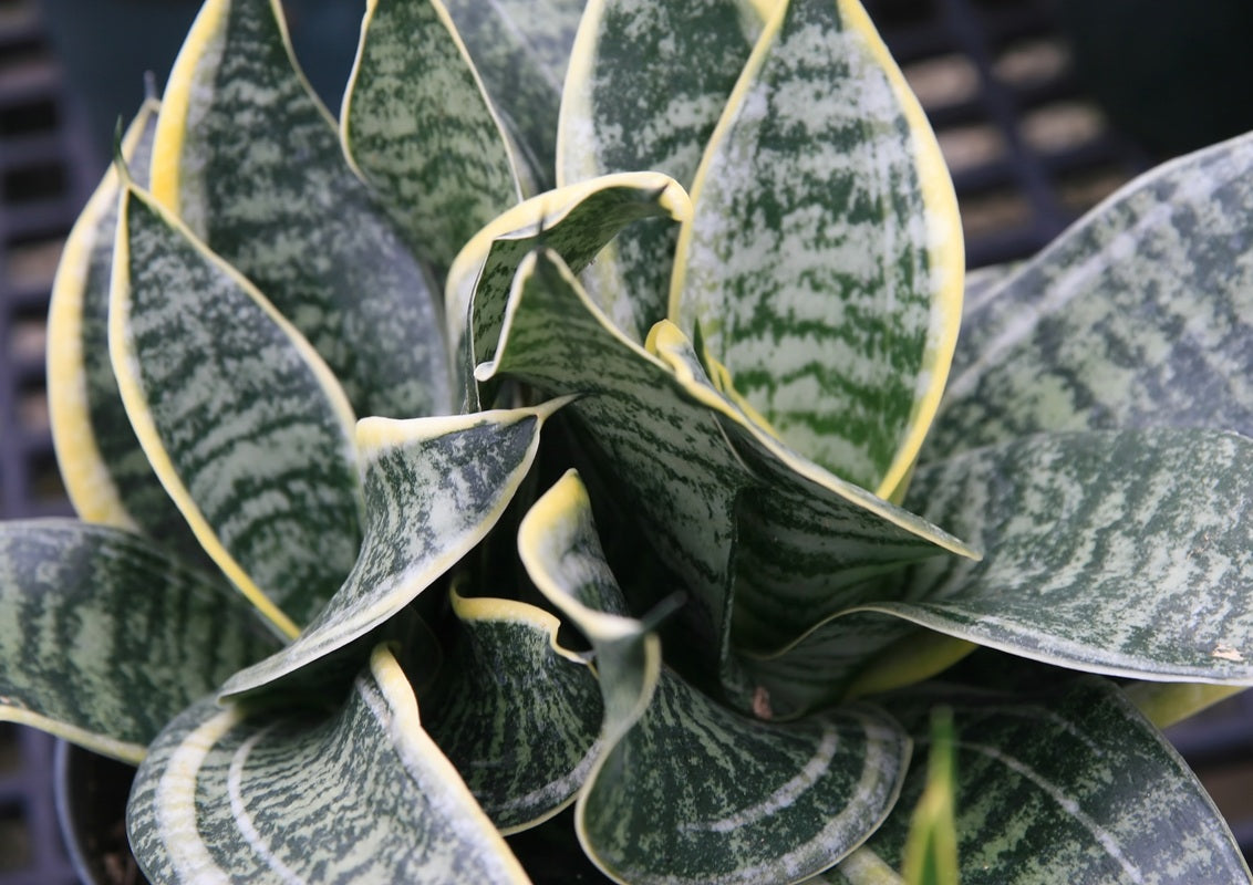 Dracaena trifasciata - HAHNII - Dwarf Snake Plant Sansevieria